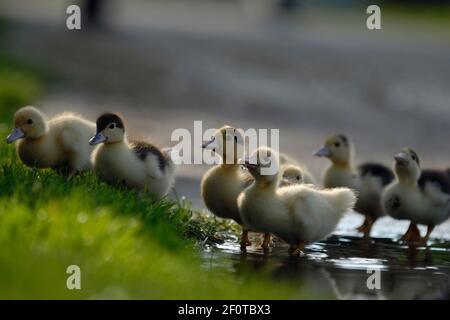 Warty ducks (Cairina moschata forma domestica), ducklings on puddle Stock Photo