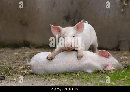 Domestic pig, playing piglets Stock Photo