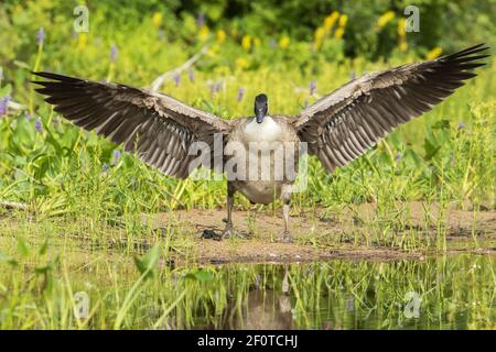 Canada goose (Branta canadensis) on the lakeshore, flapping its wings, La Mauricie National Park, Quebec, Canada Stock Photo