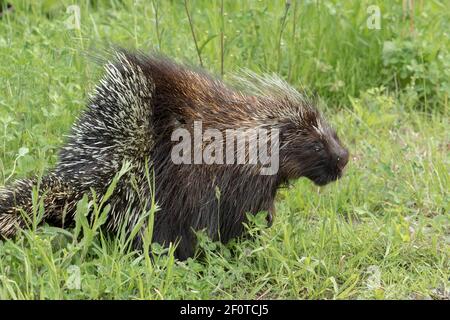 North American porcupine (Erethizon dorsatum), Forillon national park, Quebec, Canada Stock Photo