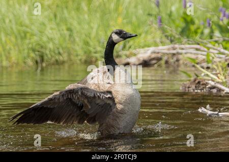 Canadian goose flapping wings (Branta canadensis), La Mauricie National Park, Quebec, Canada Stock Photo