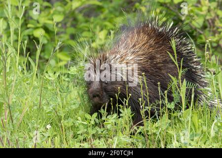 North American porcupine (Erethizon dorsatum), Forillon national park, Quebec, Canada Stock Photo