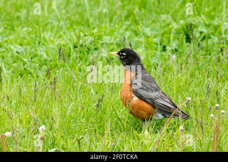 American robin, migratory thrushes (Turdus migratorius), songbirds, animals, birds, American robin, Forillon national park, Quebec, Canada Stock Photo