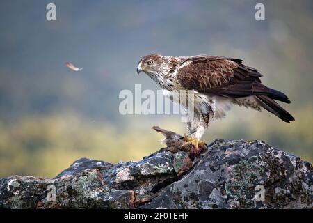 Bonelli's eagle (Aquila fasciata), male, plucks red-legged partridge (Alectoris rufa), Extremadura, Spain Stock Photo