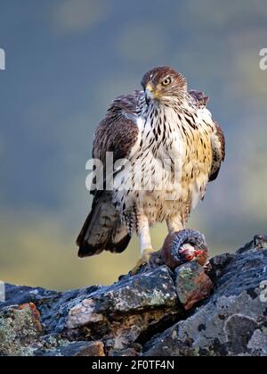 Bonelli's eagle (Aquila fasciata), male, with captured red-legged partridge (Alectoris rufa), Extremadura, Spain Stock Photo