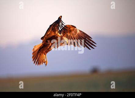 Western marsh-harrier (Circus aeruginosus), female, Castilla-La Mancha, Spain Stock Photo