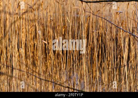 Dry sedge grass next to a lake in the Autumn. Golden sedge grass in the fall in the sun. The Nordic Nature background. Stock Photo