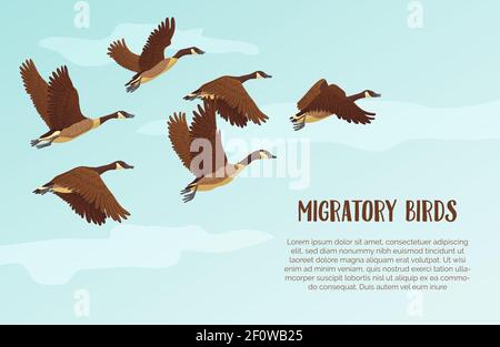 Flock of migrating geese flying. Migratory birds concept. Sky background with text. Vector illustration. Stock Vector