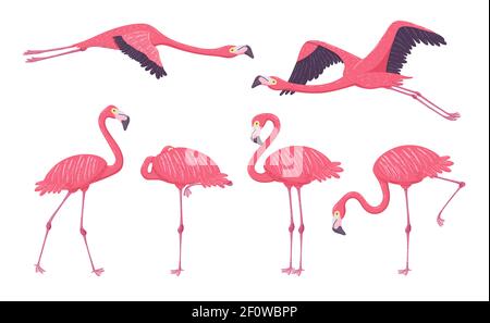 Pink Flamingo collection in different poses. Isolated elements on white background. Vector illustration. Stock Vector