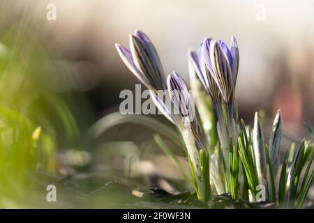 Blue violet crocus blooming on field, selective focus, blurred background with sun light. Springtime Stock Photo