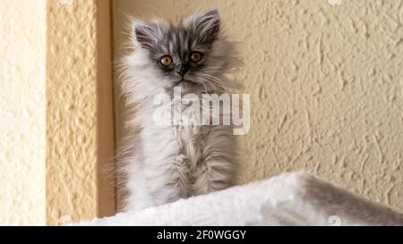 Grey turkish angora kitten on the beige background closeup.Grey kitten, looking at camera. World Pet Day. Stock Photo
