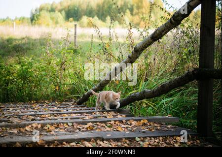 Cute kitten first went for a walk in the forest, playing with leaves on a wooden bridge