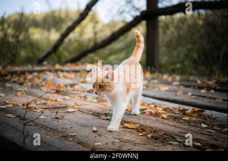 A small cute white and red kitten walks on a wooden bridge