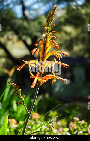 Chasmanthe floribunda common name African flag flower. Growing in California, USA. Also known as African Corn Flag , Pennants Stock Photo