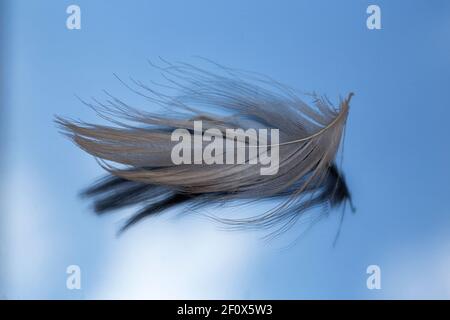 Single feather on blue glass background Stock Photo