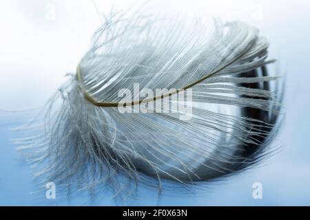 Single feather on blue glass background Stock Photo