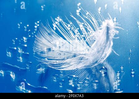 Single feather on blue glass background Stock Photo