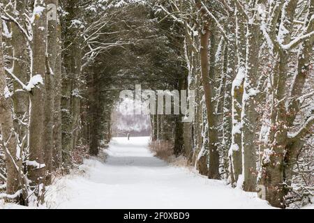 A Snow Covered Driveway Through a Tunnel of Trees (Sitka Spruce, Scots Pine & Beech) in the Aberdeenshire Countryside Stock Photo