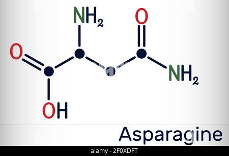 Asparagine, L-asparagine, Asn molecule. It is non-essential amino acid, used in the biosynthesis of proteins.  Skeletal chemical formula. Vector illus Stock Vector