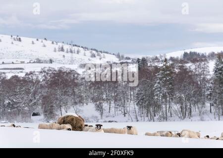 Scottish Blackface Sheep Gathered Around Ring Feeders on Farmland in Aberdeenshire During Winter Snow Stock Photo