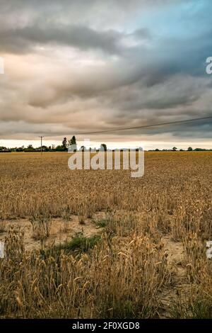 Corn field in rural Norfolk on an overcast and stormy day Stock Photo