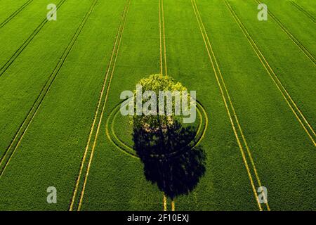 wonderful view from above on lonely tree in a green field, perfect afternoon light, shadows and colors
