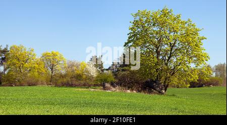 spring maple tree and corn field springtime view from bohemian and moravian highland Stock Photo
