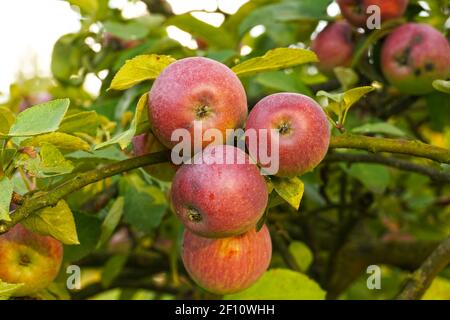 Organic apples. Fruit without chemical spraying. Orchard. Stock Photo