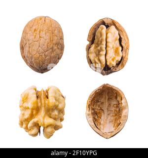 Walnut whole, opened, half, kernel and shell on a white background. The view from the top. Stock Photo