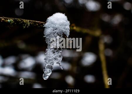 Snow cap and icicle on tiny twig Stock Photo