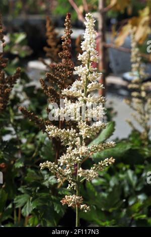 Blooms of white astilbe flowers bloom in the summer Stock Photo