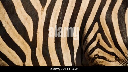 Wild zebra skin abstract background Stock Photo
