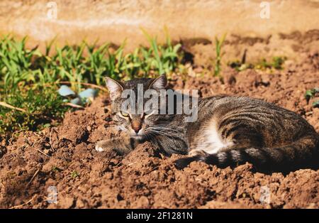 Tabby cat in the garden Stock Photo