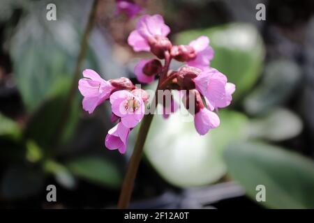 Macro view of bergina trumpet blossoms in bloom Stock Photo