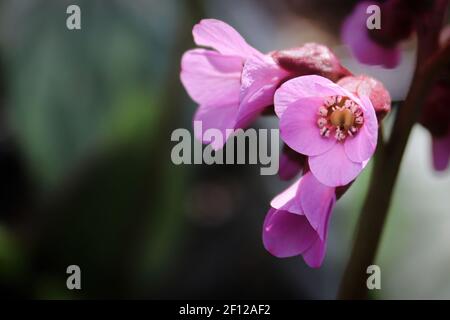 Macro view of bergina trumpet blossoms in bloom Stock Photo