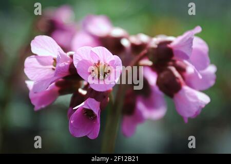 Macro view of bergina trumpet blossoms in bloom Stock Photo