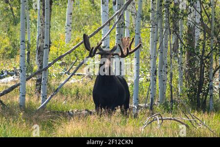 A large Moose in the woods Stock Photo