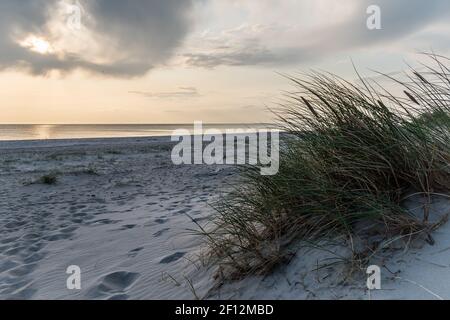 Sand dunes of Blavand beach in Denmark with dry grass Stock Photo