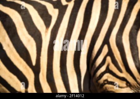 Wild zebra skin abstract background Stock Photo