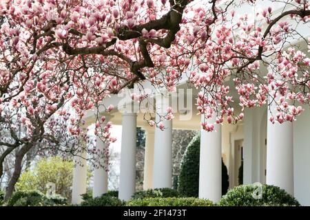 Just a week away from the first day of spring 2020 magnolia blooms are blossoming Thursday March 12 2020 in the Rose Garden along the West Wing Colonnade of the White House. Stock Photo