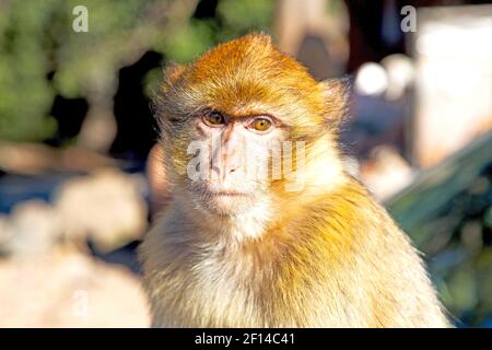Bush monkey in africa morocco and natural background fauna close up Stock Photo