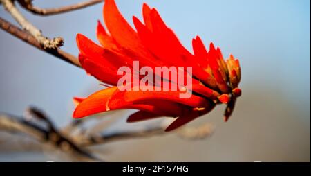 Close up of   flower plant and clear sky Stock Photo