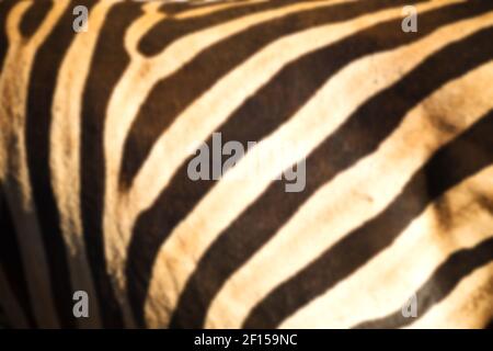 Wild zebra skin abstract background Stock Photo
