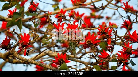 Close up of   flower plant and clear sky Stock Photo