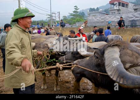 Livestock market. Smiling Vietnamese man in distinctive army pith helmet, selling water buffalo at Bac Ha market, Lao Cai province, northeast Vietnam Stock Photo