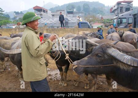 Livestock market. Smiling Vietnamese man in distinctive army pith helmet, selling water buffalo at Bac Ha market, Lao Cai province, northeast Vietnam Stock Photo