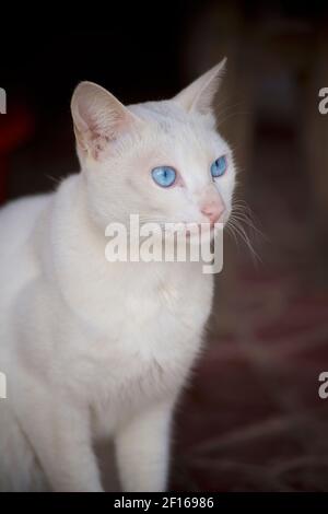 Domesticated white cat with bright blue eyes.  Bac Ha,  Lao Cai province, northeast Vietnam Stock Photo