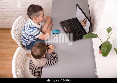 Brothers looking at laptop while e-learning. Boys using digital table Stock Photo