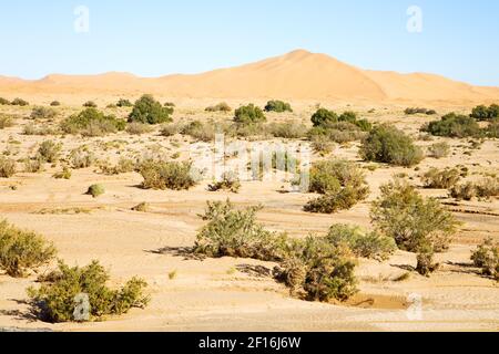 Bush old fossil in  the desert of  sahara Stock Photo