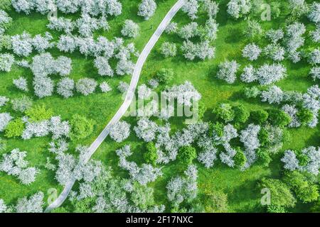 aerial top view of the footpath among blooming fruit trees in apple orchard. springtime